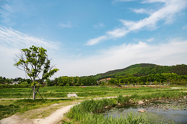 포토 JPG 주간 나무 구름 공원 길 자연 하늘 한국 풍경 사람없음 야외 초록색 맑음 연못 습지 퇴촌 광동청정습지 국내포토 광주시 자연요소 식물 공공시설 아시아 컬러 날씨 생태계 경기도 파일형식 광주_지역