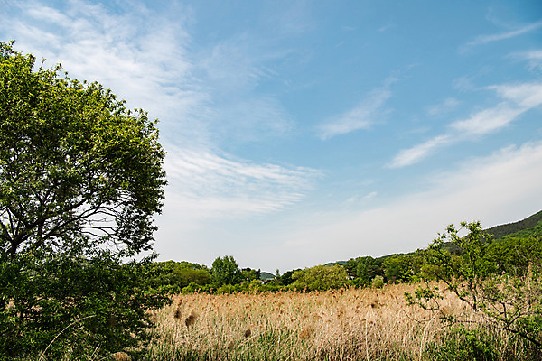 포토 JPG 주간 나무 구름 공원 자연 하늘 한국 풍경 사람없음 야외 초록색 맑음 퇴촌 광동청정습지 국내포토 광주시 자연요소 식물 공공시설 아시아 컬러 날씨 생태계 경기도 파일형식 광주_지역