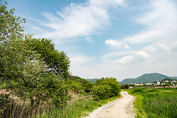포토 JPG 주간 나무 구름 공원 길 자연 하늘 한국 풍경 사람없음 야외 초록색 맑음 퇴촌 광동청정습지 국내포토 광주시 자연요소 식물 공공시설 아시아 컬러 날씨 생태계 경기도 파일형식 광주_지역