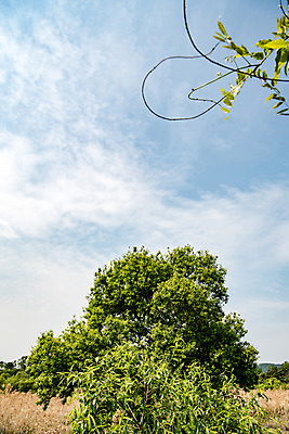 포토 JPG 주간 나무 구름 공원 자연 하늘 한국 풍경 사람없음 야외 초록색 맑음 퇴촌 광동청정습지 국내포토 광주시 자연요소 식물 공공시설 아시아 컬러 날씨 생태계 경기도 파일형식 광주_지역