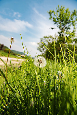 포토 JPG 주간 나무 공원 자연 하늘 한국 풍경 사람없음 야외 초록색 맑음 풀잎 민들레 퇴촌 광동청정습지 국내포토 광주시 자연요소 식물 공공시설 꽃 아시아 컬러 잎 날씨 풀_식물 생태계 경기도 파일형식 광주_지역