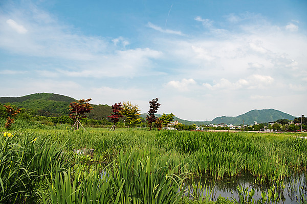 포토 JPG 주간 나무 구름 공원 자연 하늘 한국 풍경 사람없음 야외 초록색 맑음 연못 습지 퇴촌 광동청정습지 국내포토 광주시 자연요소 식물 공공시설 아시아 컬러 날씨 생태계 경기도 파일형식 광주_지역