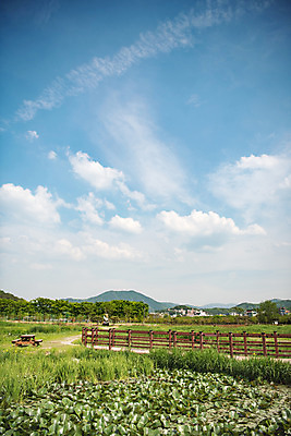 포토 JPG 주간 나무 구름 공원 자연 하늘 한국 풍경 사람없음 야외 초록색 맑음 연못 습지 퇴촌 광동청정습지 국내포토 광주시 자연요소 식물 공공시설 아시아 컬러 날씨 생태계 경기도 파일형식 광주_지역