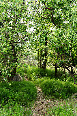 포토 JPG 주간 나무 공원 자연 한국 풍경 사람없음 야외 초록색 숲 퇴촌 광동청정습지 국내포토 광주시 자연요소 식물 공공시설 아시아 컬러 생태계 경기도 파일형식 광주_지역
