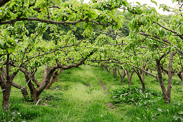 포토 JPG 주간 나무 자연 한국 풍경 사람없음 야외 초록색 숲 과수원 충청북도 배나무 배농장 국내포토 자연요소 식물 아시아 컬러 농업 농장 생태계 충청도 파일형식
