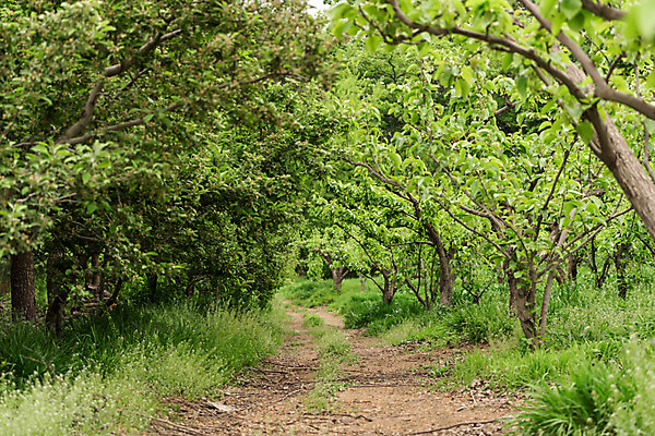 포토 JPG 주간 나무 자연 한국 풍경 사람없음 야외 초록색 숲 과수원 충청북도 배나무 배농장 국내포토 자연요소 식물 아시아 컬러 농업 농장 생태계 충청도 파일형식