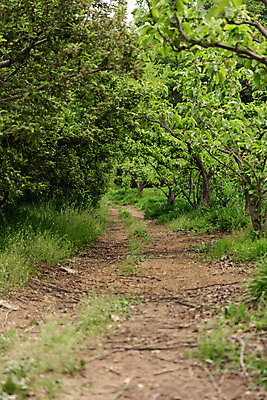 포토 JPG 주간 나무 자연 한국 풍경 사람없음 야외 초록색 숲 과수원 충청북도 배나무 배농장 국내포토 자연요소 식물 아시아 컬러 농업 농장 생태계 충청도 파일형식