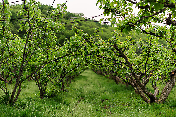 포토 JPG 주간 나무 자연 한국 풍경 사람없음 야외 초록색 숲 과수원 충청북도 배나무 배농장 국내포토 자연요소 식물 아시아 컬러 농업 농장 생태계 충청도 파일형식