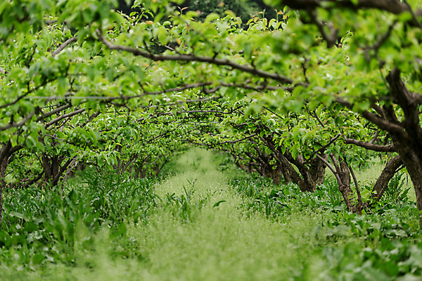 포토 JPG 주간 나무 자연 한국 풍경 사람없음 야외 초록색 숲 과수원 충청북도 배나무 배농장 국내포토 자연요소 식물 아시아 컬러 농업 농장 생태계 충청도 파일형식