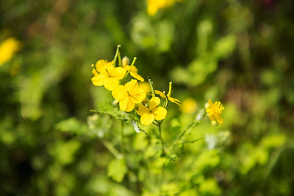 포토 JPG 주간 나무 공원 꽃 자연 풍경 사람없음 야외 아웃포커스 초록색 노란색 숲 국내포토 자연요소 식물 공공시설 컬러 촬영기법 생태계 파일형식