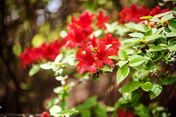 포토 JPG 주간 나무 공원 꽃 자연 풍경 사람없음 야외 아웃포커스 빨간색 초록색 숲 철쭉 국내포토 자연요소 식물 공공시설 컬러 촬영기법 생태계 파일형식
