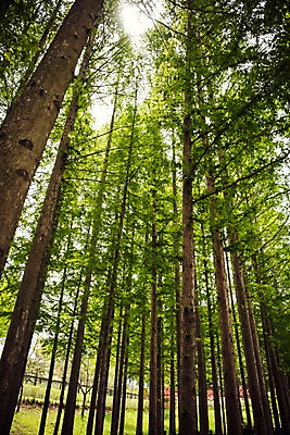 포토 JPG 주간 나무 공원 로우앵글 자연 풍경 사람없음 야외 초록색 맑음 숲 메타세콰이어 국내포토 자연요소 식물 공공시설 뷰포인트 컬러 날씨 생태계 파일형식