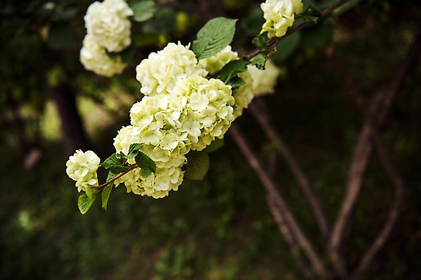 포토 JPG 주간 나무 공원 꽃 자연 풍경 사람없음 야외 아웃포커스 초록색 숲 국내포토 자연요소 식물 공공시설 컬러 촬영기법 생태계 파일형식