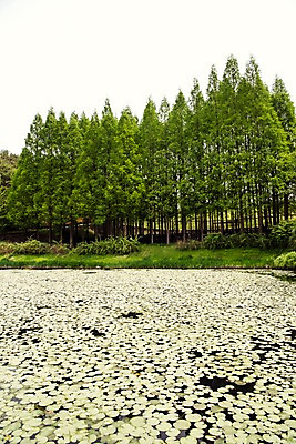 포토 JPG 주간 나무 공원 자연 풍경 사람없음 야외 초록색 연못 숲 연잎 메타세콰이어 국내포토 자연요소 식물 공공시설 컬러 잎 생태계 파일형식