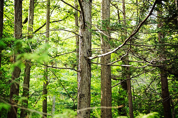 포토 JPG 주간 나무 공원 자연 풍경 사람없음 야외 초록색 숲속 숲 국내포토 자연요소 식물 공공시설 컬러 생태계 파일형식