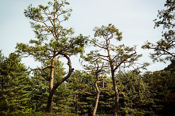 포토 JPG 주간 나무 공원 자연 풍경 사람없음 야외 초록색 맑음 소나무 숲 소나무숲 국내포토 자연요소 식물 공공시설 컬러 날씨 생태계 파일형식