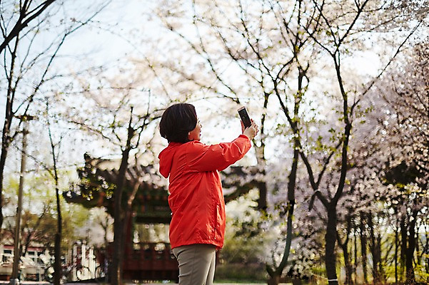 포토 JPG 주간 나무 응시 공원 여자 중년 50대 중년라이프 한명 서기 미소 들기 상반신 야외 옆모습 아웃포커스 스마트폰 운동복 사진촬영 한국인 벚꽃 꽃구경 중년여자한명만 국내포토 자연요소 식물 1 라이프스타일 시선 옷 공공시설 꽃 뷰포인트 모션 촬영기법 표정 사람 동양인 성인 핸드폰 스마트기기 촬영 여자한명만 중년여자만 파일형식