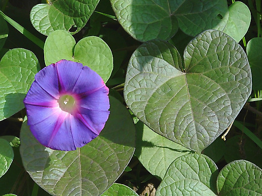 포토 JPG 해외이미지 꽃잎 사람없음 초록색 파란색 흰색 제비꽃 시트 꽃수술 막자 해외202004 해외포토 꽃 컬러 파일형식 이미지허브
