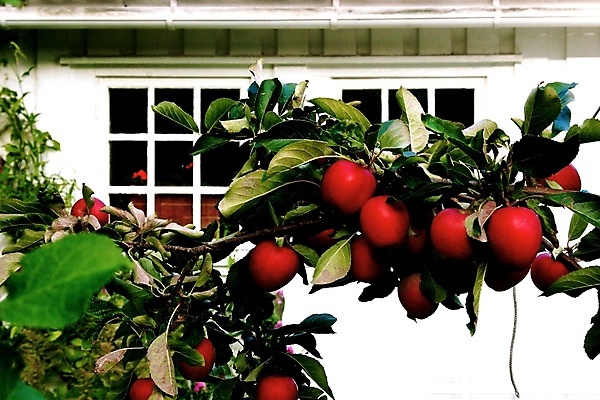 포토 JPG 해외이미지 나무 잎 주택 사람없음 건물 목재 정원 봄 사과 수납 헛간 수목 해외202004 해외포토 식물 건축물 계절 과일 재료 저장고 파일형식 이미지허브