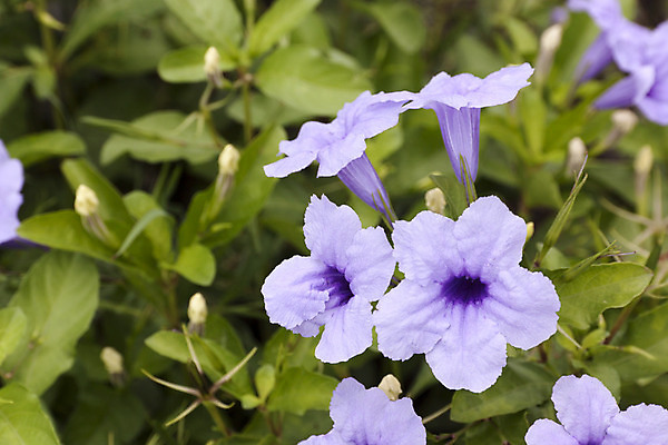 포토 JPG 해외이미지 식물 계절 꽃잎 꽃 잎 밭 자연 사람없음 야외 초록색 환경 정원 보라색 봄 성장 벚꽃 신선 개화 허브 내추럴 강렬 해외202004 해외포토 컬러 농업 생태계 파일형식 이미지허브