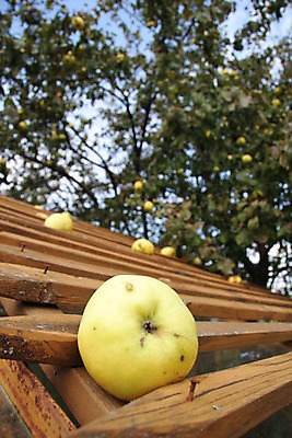 포토 JPG 해외이미지 나무 과일 하늘 사람없음 보호 사과 해외202004 해외포토 식물 컨셉 파일형식 이미지허브