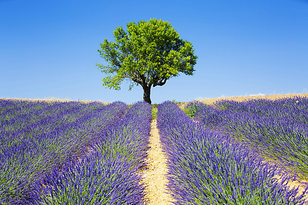 포토 JPG 해외이미지 나무 식물 꽃 유럽 선 줄기 밭 농업 하늘 풍경 사람없음 야외 여름 파란색 컬러풀 농경지 보라색 프랑스 수확 시골 개화 약초 허브 제비꽃 향기 아로마 아로마테라피 라벤더 내추럴 프랑스어 프로방스 해외202004 해외포토 문자 계절 나라 산업 컬러 농장 풀_식물 냄새 테라피 파일형식 이미지허브