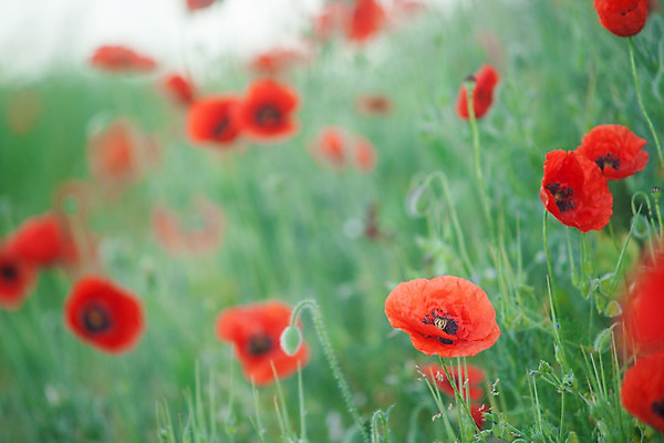 포토 JPG 해외이미지 식물 구름 계절 꽃잎 꽃 줄기 백그라운드 잎 꽃무늬 밭 자연 하늘 프레임 풍경 사람없음 야외 빨간색 초록색 여름 파란색 농장 정원 침묵 봄 들꽃 벚꽃 시골 개화 땅 허브 원예 양귀비 내추럴 해외202004 해외포토 자연요소 컬러 무늬 농업 취미 소리 생태계 파일형식 이미지허브