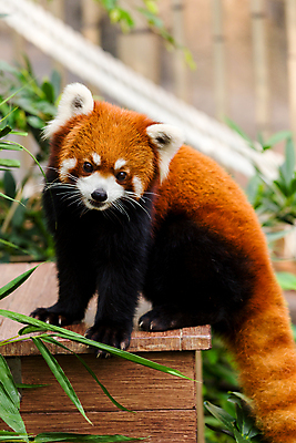 포토 JPG 해외이미지 주간 한마리 잎 사람없음 야외 아웃포커스 귀여움 레서판다 해외202004 해외포토 자연요소 식물 1 컨셉 포유류 촬영기법 파일형식 이미지허브