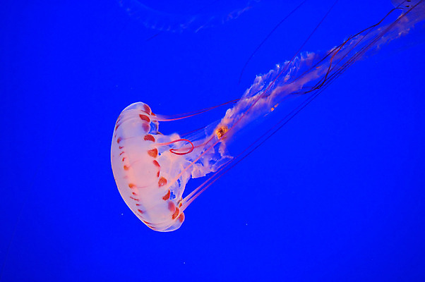 포토 JPG 해외이미지 동물 바다 오렌지 사람없음 물 파란색 해파리 해외202004 해외포토 자연요소 컬러 과일 자포동물 파일형식 이미지허브