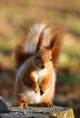 포토 JPG 해외이미지 동물 응시 야생동물 오렌지 포유류 털 사람없음 야외 빨간색 황무지 설치류 다람쥐 솜털 해외202004 해외포토 시선 컬러 과일 파일형식 이미지허브