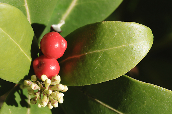 포토 JPG 해외이미지 식물 꽃 잎 자연 사람없음 초록색 태양 흰색 해외202004 해외포토 자연요소 컬러 생태계 파일형식 이미지허브