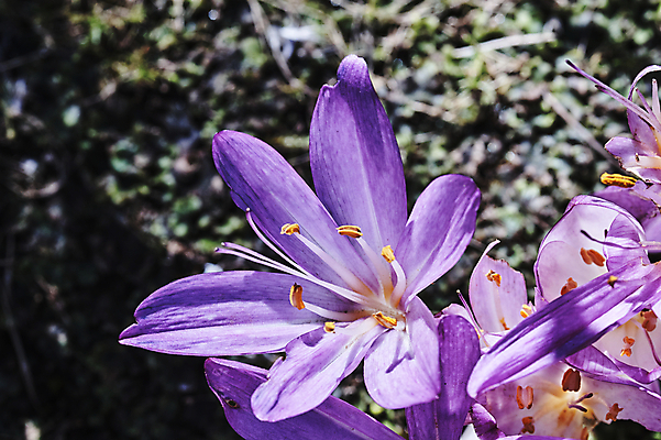 포토 JPG 해외이미지 식물 꽃잎 꽃 유럽 잎 자연 사람없음 여름 파란색 정원 확대 묘사 폴란드 꽃수술 해외202004 해외포토 계절 나라 컬러 생태계 파일형식 이미지허브