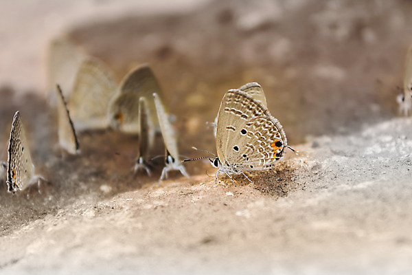포토 JPG 해외이미지 동물 나비 백그라운드 자연 생물 사람없음 갈색 검은색 놀람 그룹 메인 즐거움 부드러움 우수 해외202004 해외포토 감정 컬러 곤충 표정 감각 절기 생태계 파일형식 이미지허브