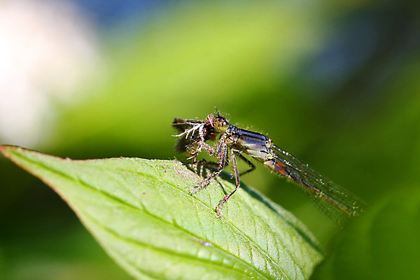 포토 JPG 해외이미지 식물 동물 야생동물 곤충 잎 날개 자연 휴식 생물 앉기 사람없음 야외 빨간색 초록색 물 여름 파란색 컬러풀 정원 봄 연못 잡초 닫기 벌레 잠자리 작음 묘사 육식동물 동물상 해외202004 해외포토 자연요소 계절 컬러 컨셉 모션 조형물 크기 생태계 파일형식 이미지허브
