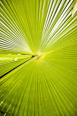 포토 JPG 해외이미지 나무 식물 디자인 공원 선 백그라운드 잎 패턴 자연 추상 프레임 손바닥 사람없음 야외 장식 초록색 빛 환경 정원 맑음 봄 신선 닫기 숲 묘사 유기농 질감 내추럴 광합성 떠남 파라다이스 해외202004 해외포토 손 웰빙 계절 공공시설 컬러 무늬 모션 날씨 생태계 파일형식 이미지허브