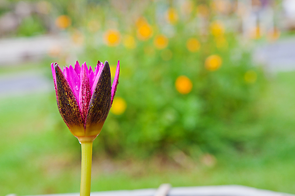 포토 JPG 해외이미지 식물 꽃잎 꽃 호수 분홍색 백그라운드 꽃무늬 자연 표면 아침 사람없음 초록색 물 침묵 고요 벚꽃 연못 개화 저녁 내추럴 패드 해외202004 해외포토 주간 자연요소 컬러 무늬 소리 야간 생태계 파일형식 이미지허브
