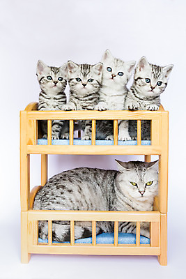 포토 JPG 해외이미지 동물 응시 포유류 가족 엄마 짧은머리 함께함 앉기 사람없음 목재 반려동물 검은색 고양이 줄무늬 흰색 침대 잠 점 유머 은색 쓰레기 가득함 집중 흰배경 일렬 얼룩무늬 고립 기르기 유래 주목 해외202004 해외포토 나무 헤어스타일 시선 감정 컬러 가구 백그라운드 컨셉 무늬 재료 관계 모션 돌봄 파일형식 이미지허브