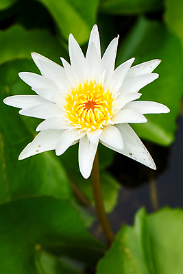 포토 JPG 해외이미지 식물 공원 꽃잎 꽃 아시아 백그라운드 꽃무늬 자연 사람없음 야외 장식 초록색 물 노란색 정원 벚꽃 흰색 연못 개화 원예 해외202004 해외포토 자연요소 공공시설 나라 컬러 무늬 취미 생태계 파일형식 이미지허브