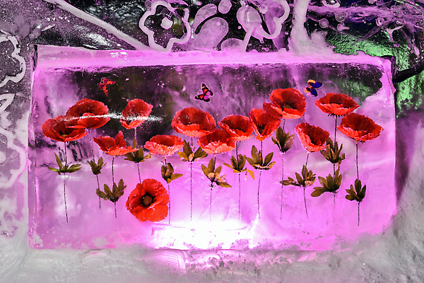 포토 JPG 해외이미지 계절 꽃 분홍색 나비 크리스마스 겨울 새해 사람없음 장식 빨간색 보라색 블록 서리 양귀비 인공 해외202004 해외포토 식물 기념일 컬러 곤충 파일형식 이미지허브