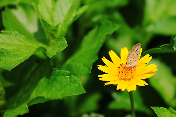 포토 JPG 해외이미지 식물 응시 꽃잎 꽃 야생동물 나비 곤충 백그라운드 꽃무늬 패턴 날개 오렌지 자연 해바라기 사람없음 여름 컬러풀 노란색 정원 고요 봄 개화 우아함 원예 꽃가루 철새 거인 여왕 내추럴 수유 해외202004 해외포토 동물 시선 계절 컬러 컨셉 무늬 과일 조류 취미 가루 생태계 파일형식 이미지허브