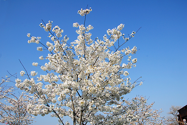 포토 JPG 해외이미지 나무 식물 계절 공원 꽃 분홍색 하늘 사람없음 야외 파란색 정원 봄 벚꽃 흰색 체리 해외202004 해외포토 공공시설 컬러 과일 파일형식 이미지허브