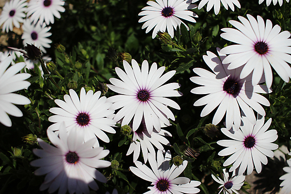 포토 JPG 해외이미지 식물 계절 꽃잎 꽃 꽃다발 백그라운드 꽃무늬 패턴 밭 자연 사람없음 야외 초록색 컬러풀 정원 보라색 봄 들꽃 성장 벚꽃 흰색 시골 신선 수분 제비꽃 묘사 질감 데이지 꽃가루 내추럴 세련 해외202004 해외포토 컬러 무늬 농업 가루 생태계 파일형식 이미지허브