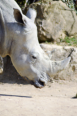 포토 JPG 해외이미지 동물 1 공원 호수 얼굴 야생동물 백그라운드 신체 포유류 아프리카 자연 초식동물 생물 뿔 사람없음 검은색 힘 산책 사막 게임 흰색 아기 판넬 황무지 위험 큼 사파리 피부 싱글 멸종 코뿔소 서식지 고립 동물상 전국 해외202004 해외포토 공공시설 나라 컬러 컨셉 놀이 휴식 사람 신체부위 조형물 크기 생태계 파일형식 이미지허브