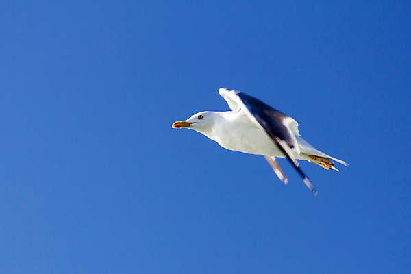 포토 JPG 해외이미지 동물 바다 날개 일러스트 자연 갈매기 조류 하늘 휴가 사람없음 야외 여름 파란색 햇빛 태양 우주 항구 자유 흰색 비행 순수 깃털 독립 해외202004 해외포토 자연요소 계절 컬러 컨셉 교통시설 생태계 파일형식 이미지허브