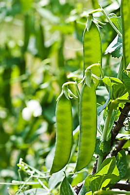 포토 JPG 해외이미지 식물 밭 농업 채소 사람없음 초록색 껍질 신선 맛 완두콩 내추럴 꼬투리 숙성 해외202004 해외포토 산업 컬러 컨셉 콩 파일형식 이미지허브