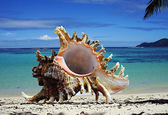 포토 JPG 해외이미지 모양 나무 모래 바다 백그라운드 패턴 자연 하늘 휴가 조개 연체동물 항해 나선형 사람없음 장식 물 빛 수중 껍질 흰색 소라 수집 오브젝트 휴양지 기념품 세이셸 고립 해외202004 해외포토 자연요소 식물 컬러 무늬 배_교통 아프리카 어패류 무척추동물 장소 생태계 파일형식 이미지허브