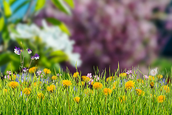 포토 JPG 해외이미지 주간 나무 웰빙 디자인 계절 선 백그라운드 잎 자연 벽지 아침 휴가 휴식 부활절 그림자 풍경 사람없음 야외 목재 초록색 여름 빛 태양 평화 환경 침묵 나뭇가지 시골 숲 민들레 땅 명상 생태계 생태학 수목 오아시스 해외202004 해외포토 자연요소 식물 교육 기념일 꽃 컬러 컨셉 재료 소리 파일형식 이미지허브