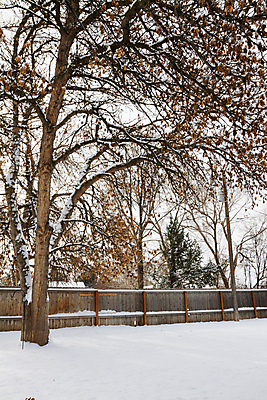 포토 JPG 해외이미지 나무 계절 공원 겨울 자연 바람 날씨 주택 풍경 사람없음 야외 목재 울타리 갈색 환경 냉동 얼음 추위 흰색 12월 서리 장면 뒤뜰 눈내림 해외202004 해외포토 자연요소 식물 공공시설 컬러 재료 눈_날씨 건물 담장 날짜 생태계 파일형식 이미지허브
