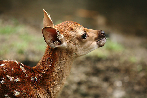 포토 JPG 해외이미지 동물 야생동물 포유류 사슴 뿔 사람없음 빨간색 아기 점 숲 수줍음 송아지 해외202004 해외포토 감정 새끼 컬러 사람 소 파일형식 이미지허브