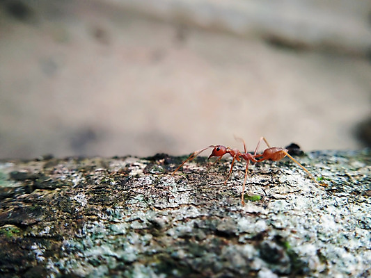 포토 JPG 해외이미지 나무 식물 동물 야생동물 음식 곤충 백그라운드 잎 오렌지 자연 노동자 사람없음 야외 목재 빨간색 초록색 갈색 걷기 정원 검은색 산책 업무 벌레 숲 작음 묘사 개미 내추럴 해외202004 해외포토 직업 컬러 과일 재료 모션 휴식 작업 크기 생태계 파일형식 이미지허브